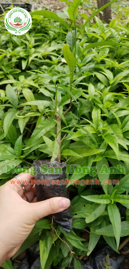 Thiết kế không tên