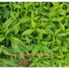 Thiết kế không tên(1)