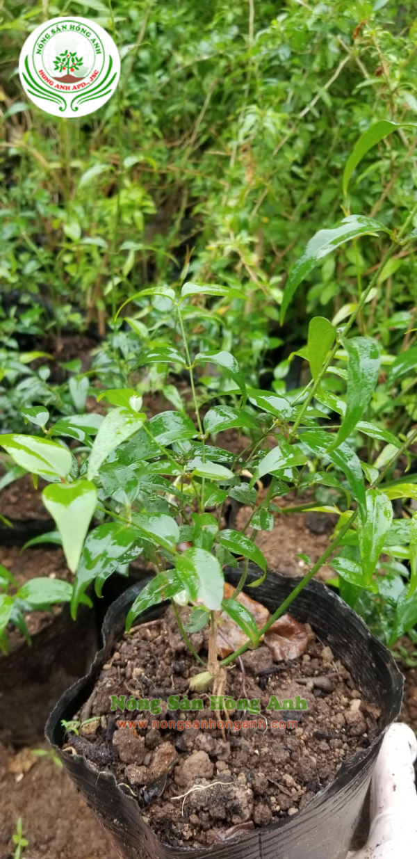Thiết kế không tên(4)